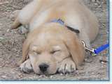   un bébé chiot